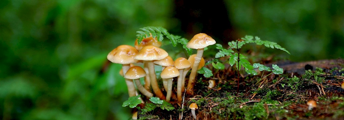 À descoberta dos cogumelos na Serra de Sintra 2ª Edição