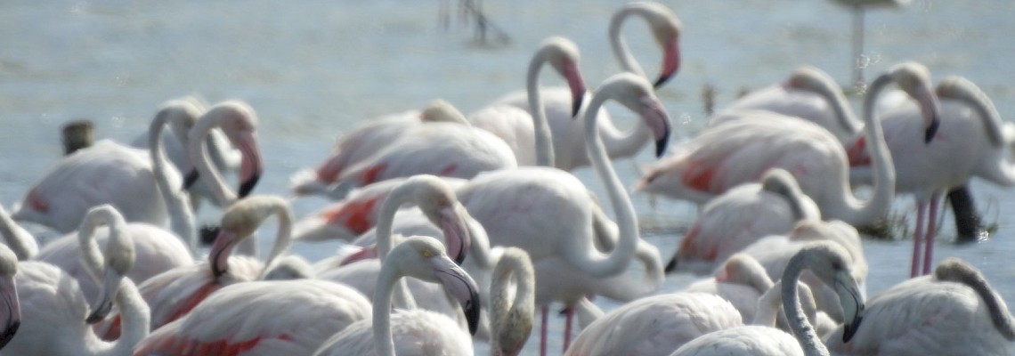 Flamingos dos sapais de Alhos Vedros