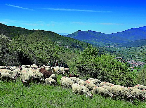 Pelos caminhos dos pastores
