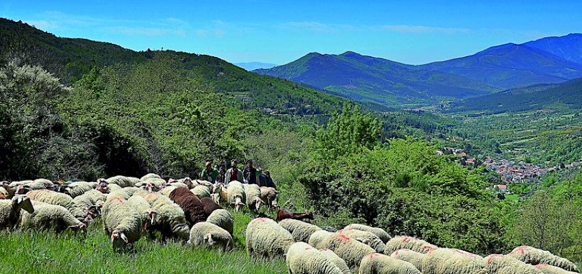 Pelos caminhos dos pastores
