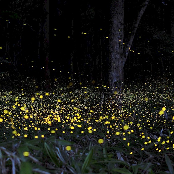 Где можно увидеть светлячков. Светлячки светятся. Куала лумпур светлячки. Светлячки светятся в темноте. Светлячки грейт смоки маунтинс.