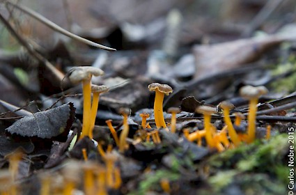 À descoberta dos cogumelos – Sintra