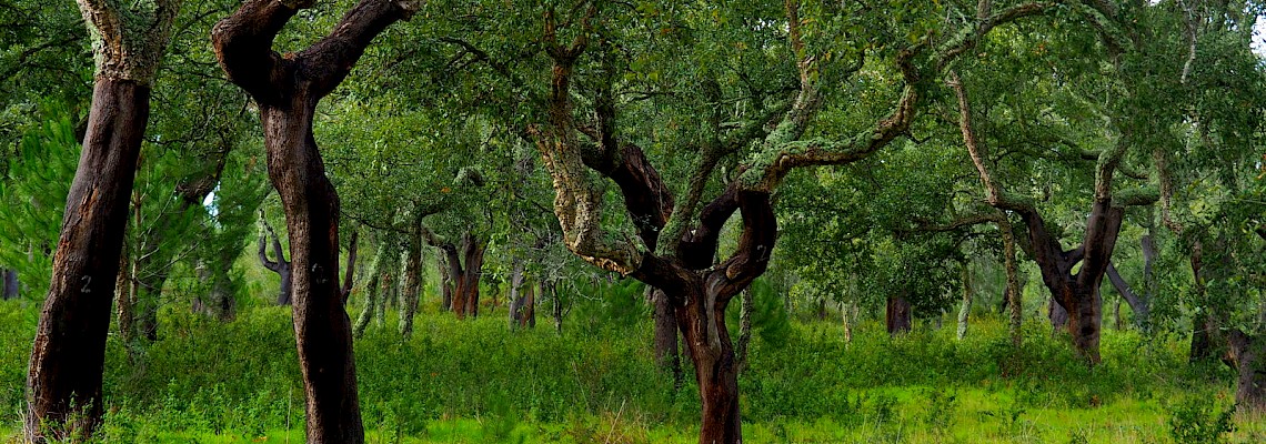 Vereda de Melides - Grândola