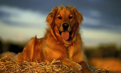 Dog Trekking na Barragem do Rio da Mula