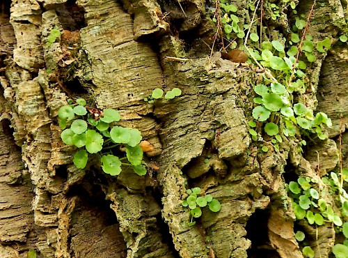 Descobrir a natureza!