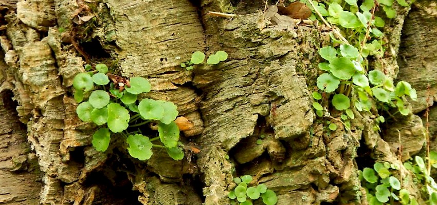 Descobrir a natureza!