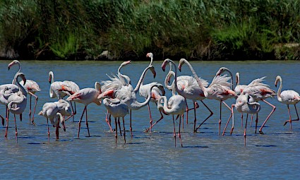 Os Flamingos da Lagoa de Óbidos