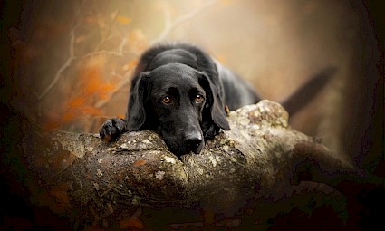 Dog Trekking na Tapada de Monserrate