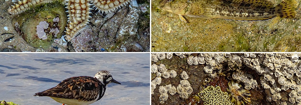 Costa dos mistérios: Parede e Estoril