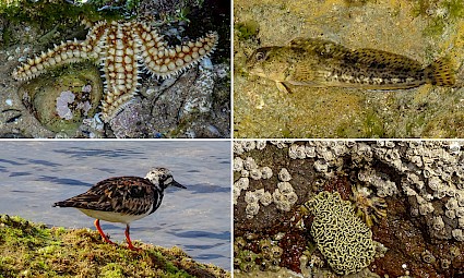 Costa dos mistérios: Parede e Estoril