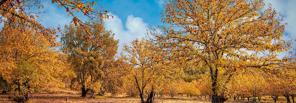 Cores de Outono no Parque Natural de Aracena e Picos de Aroche