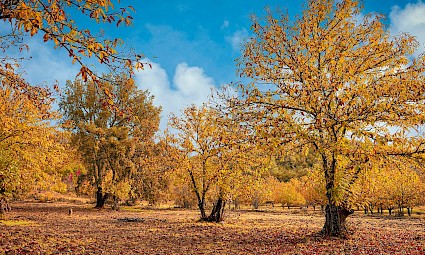 Cores de Outono no Parque Natural de Aracena e Picos de Aroche
