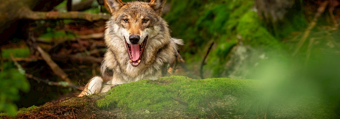 Rota do Lobo Ibérico/Mafra