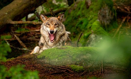 Rota do Lobo Ibérico/Mafra