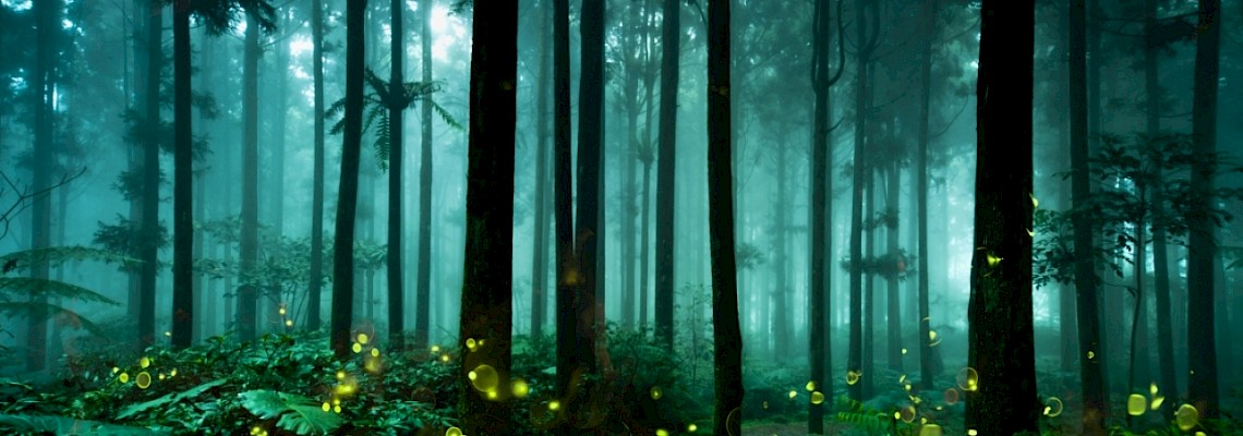 Caminhar com Pirilampos nos lagos de Monserrate - Serra de Sintra - 1º edição