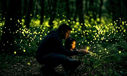 Caminhar à luz dos Pirilampos na Mata de Belas - 4º edição