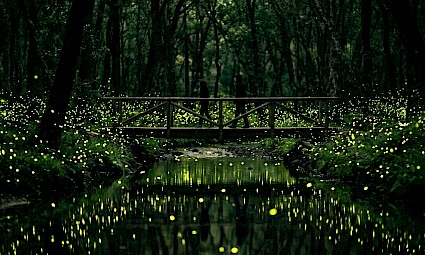Caminhada de Pirilampos nos Passadiços de Aveiro - 3º edição