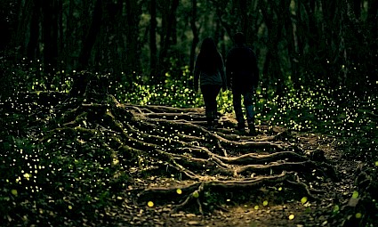 Noite dos Pirilampos no Vale da Amazónia 1ª edição