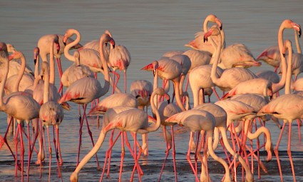Aves das Salinas do Samouco