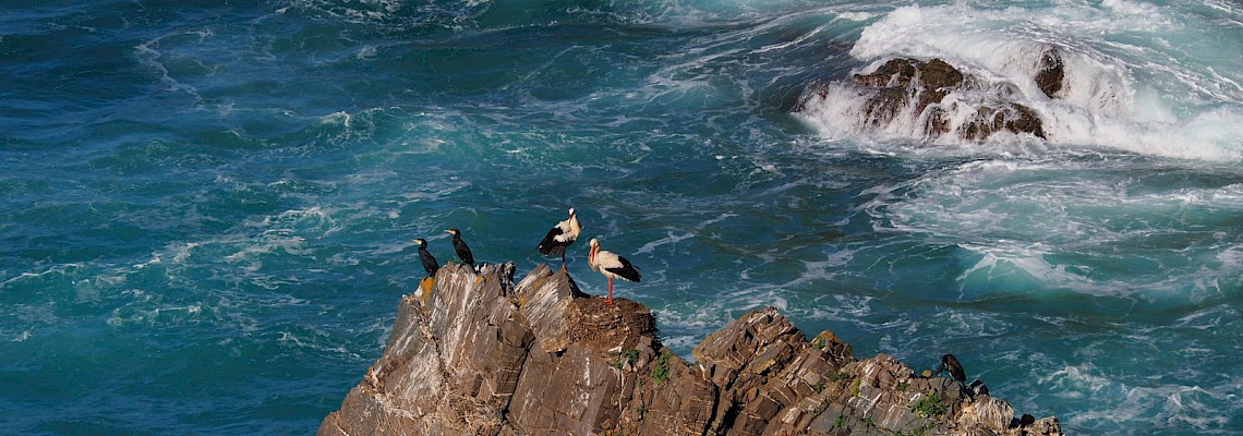 Pelos Trilhos da Costa Vicentina - Almograve / Zambujeira do Mar / Odeceixe