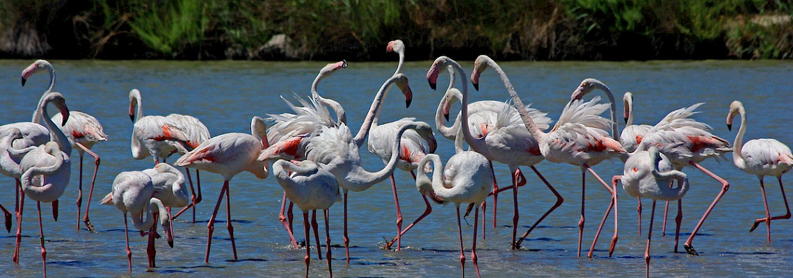 Os Flamingos da Lagoa de Óbidos
