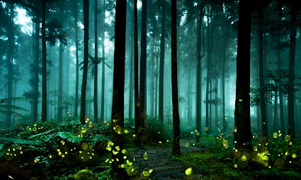 Caminhar com Pirilampos nos lagos de Monserrate - Serra de Sintra - Edição Especial