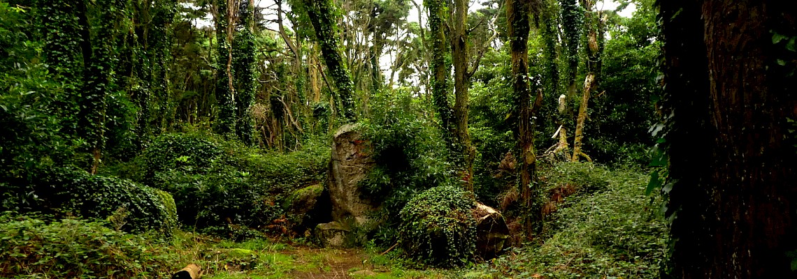 Caminhada em família no Bosque dos Druídas