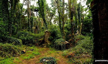 Caminhada em família no Bosque dos Druídas