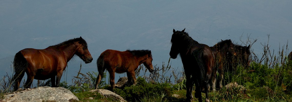 Na rota dos Garranos da Serra de Sintra