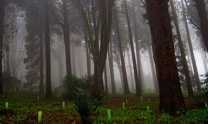 Travessia Cascais-Sintra