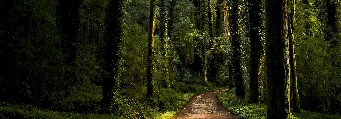 Caminhada em família no Bosque do Silêncio