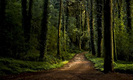 Caminhada em família no Bosque do Silêncio