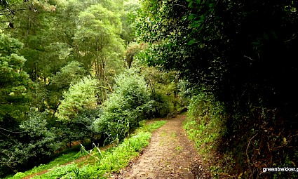 Segredos do Bosque do Penedo - Serra de Sintra