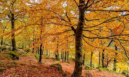 Cores do Outono no Bosque das Faias - Serra da Estrela 1ª Edição