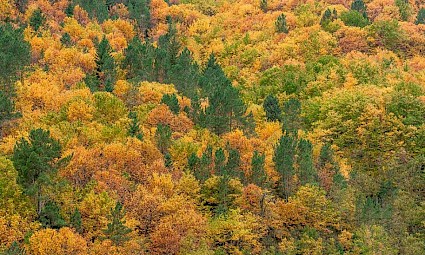 Cores do Outono no Bosque das Faias - Serra da Estrela 2ª Edição