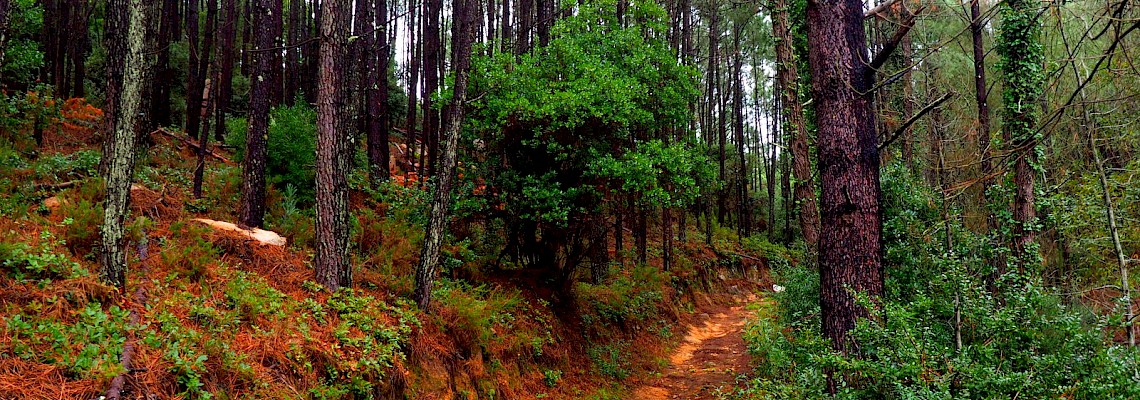Rota das Quintas/Serra de Sintra