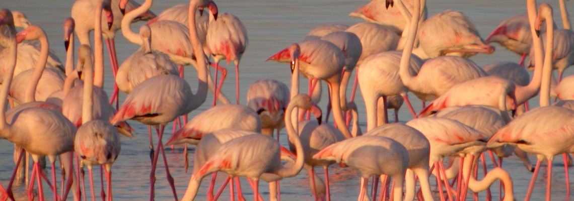 Aves das Salinas do Samouco