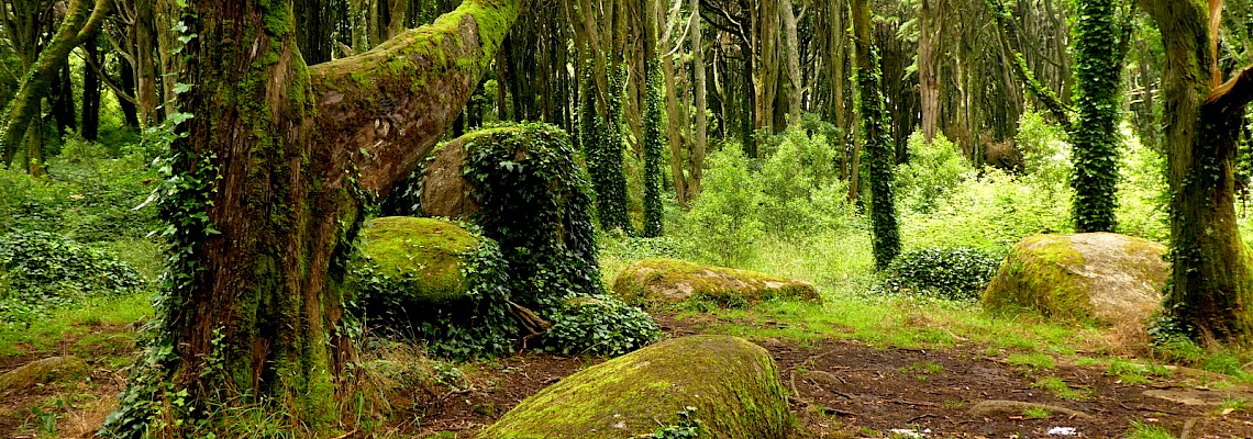 Caminhada em família no Bosque do Silêncio