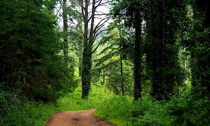 Entre a Serra e o Mar - Serra de Sintra