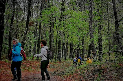Rota da Floresta perdida/Galiza